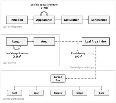 An Integrative Process-Based Model for Biomass and Yield Estimation of Hardneck Garlic (Allium sativum)